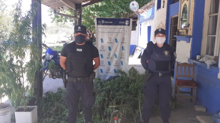 Descubren plantación de marihuana durante un allanamiento